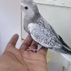 فروخ كروان