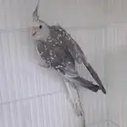 ذكر كروان فراشه