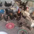 دجاج بلدي الصحه ما شاء الله العدد 50مع 5ديوك