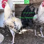 ديوك بلدي 10 أشهر عنيزة