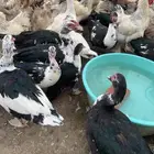 بط بلدي