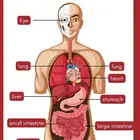 كورس مصطلحات طبية Medical Terminology