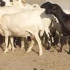 للبيع غنم رفيديات تم البيع الله يبارك لي للمشتري