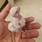 فرخ روز محجل