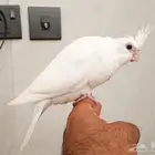 فروخ كروان البينو نهاية غر حجم سوبر جامبو