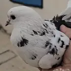 للبيع ذكر مخبز قطيفي