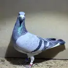 ذكر زاجل سباق دبل النادرة