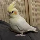 كروان اليف