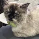 قطة هملايا بيور للبيع