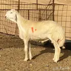 مشاريع فحول حريه صنف الصنف درجه اولى