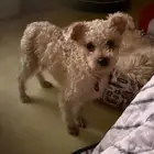 كلاب للتبني