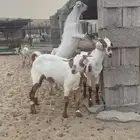 تيوس تربيه