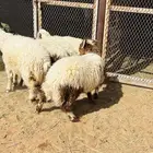 نعيم جذعات و طليان