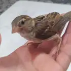 طائر لطيف اسم  ام الدوريز
