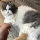 قطة للتبني شيرازي