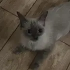 للتبني