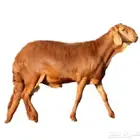 خرفان سواكن مرابي 4 شهور