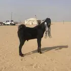 تيس هولندي صنف معرف الون اسود