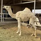 حواره عمرها 8 شهور