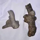 مرجان طبيعي للبيع على السوم.