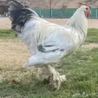 ديوك براهما