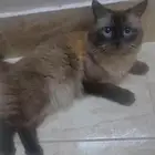 ذكر هملايا للتبني