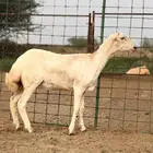 رخل صمعا (رفيدية ) ((تم البيع))