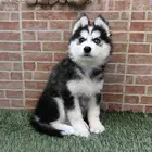 كلاب هاسكي جراوي