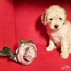 للبيع جراء توي بودل