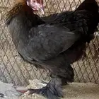 دجاج براهما