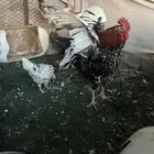 دجاج بلدي