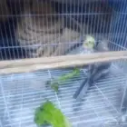 طيور الكروان