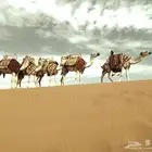 سلام عليكم يوجد الدينا اجار خيل و جمال وسيسي يوم اسبوع شهر