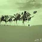 اجار جمال خيول وراكيب وقليض وباعير ورحول وبواني