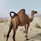 ناقه ساحليه
