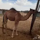 قعود