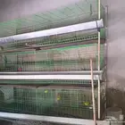 يوجد بطارية دجاج للبيع