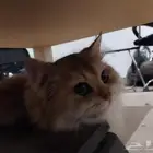تبني