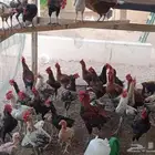 للبيع ديكه ودجاج