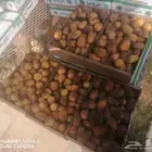 تمر خراف اليوم