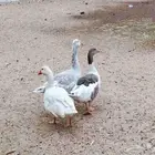 وز بلدي 2 اناث وذكر
