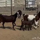 ثلاث معزات مصرية تحتها ثلاث