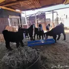 تيوس عوارض للبيع