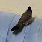 طير بلابل اليف