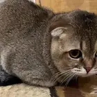 قط ذكر سكوتش فولد قولد