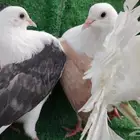 حمام زينه