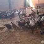 دجاج فيومي وبلدي