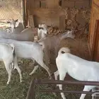 للبيع عدد(8)ماعز بيشيات دفيع كلها شبب واخوات بعض