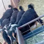 تيوس ذبايح