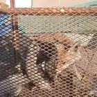 ثعلب للبيع خميس مشيط العمارة